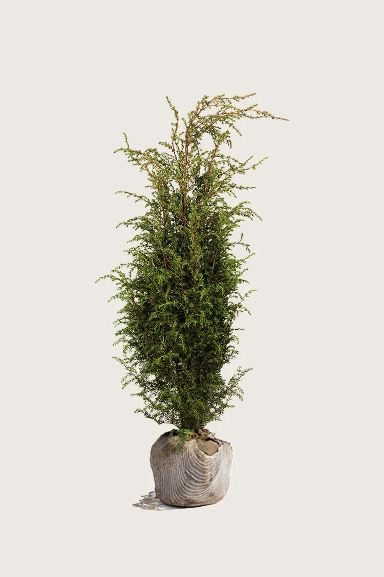 plantinavia20261015103221305327
