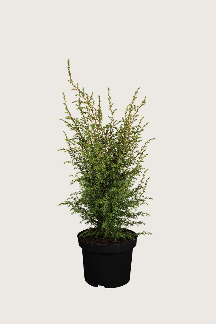 plantinavia20261015103222305334
