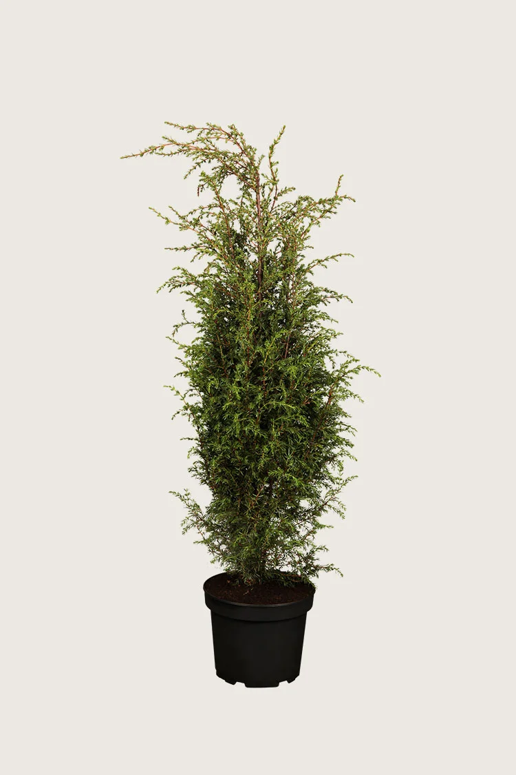 plantinavia20261015103224305348