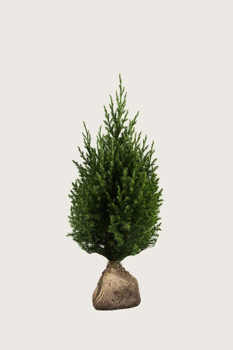 plantinavia20261015103226305368