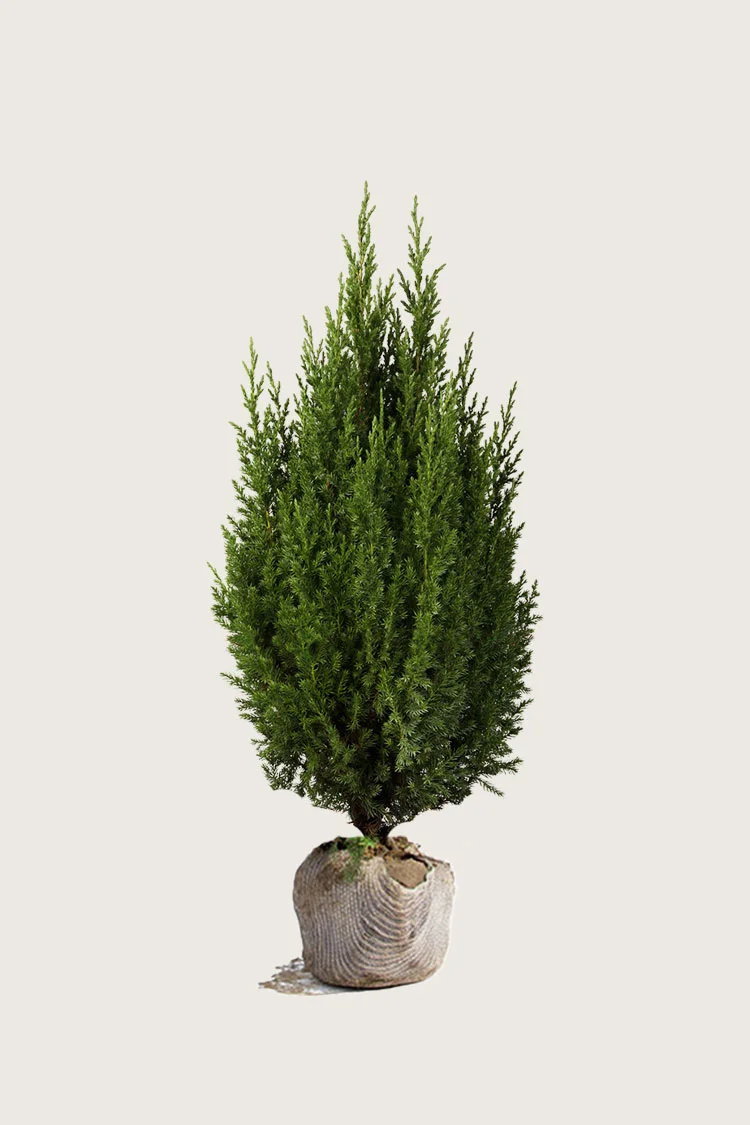 plantinavia20261015103227305377