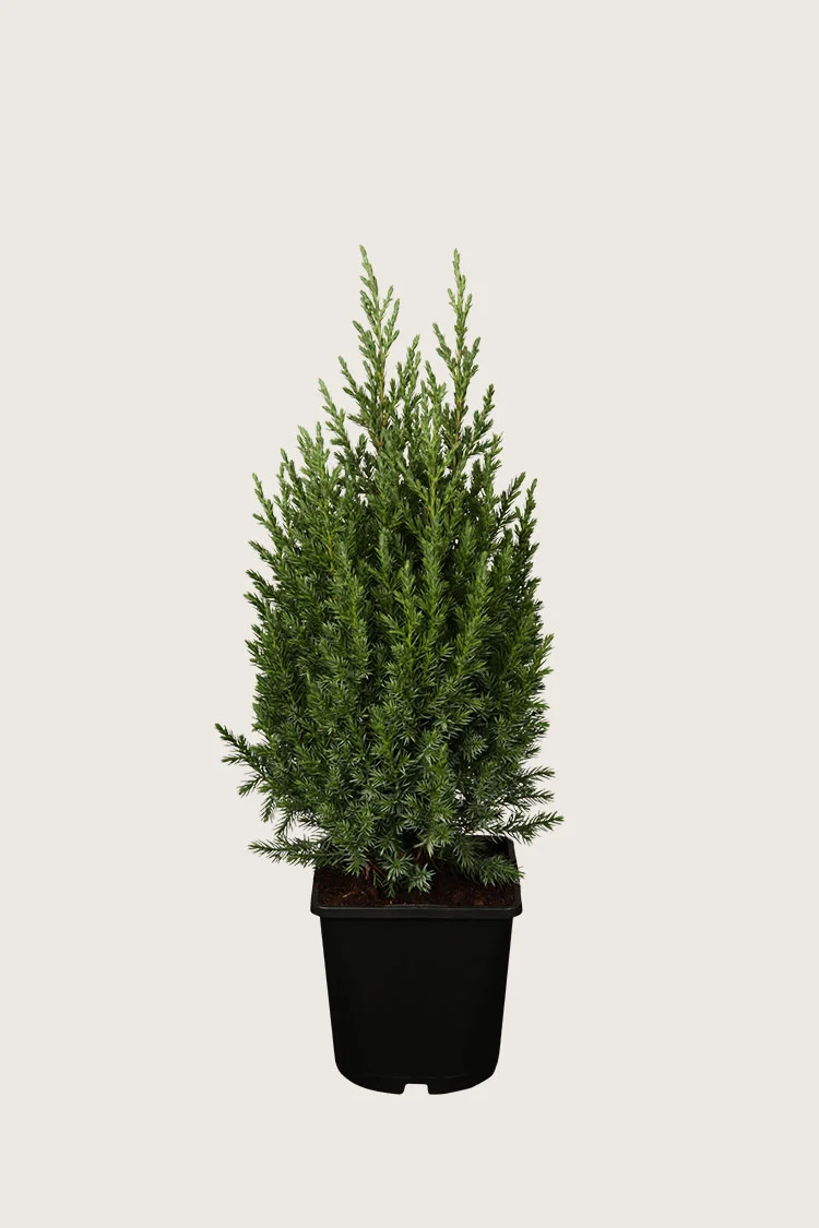 plantinavia20261015103229305394