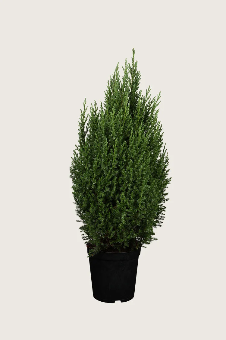 plantinavia20261015103231305413