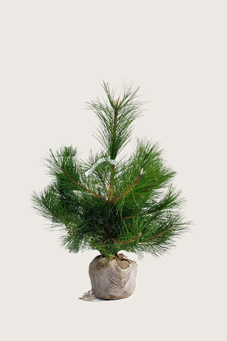 plantinavia20261015103233305437