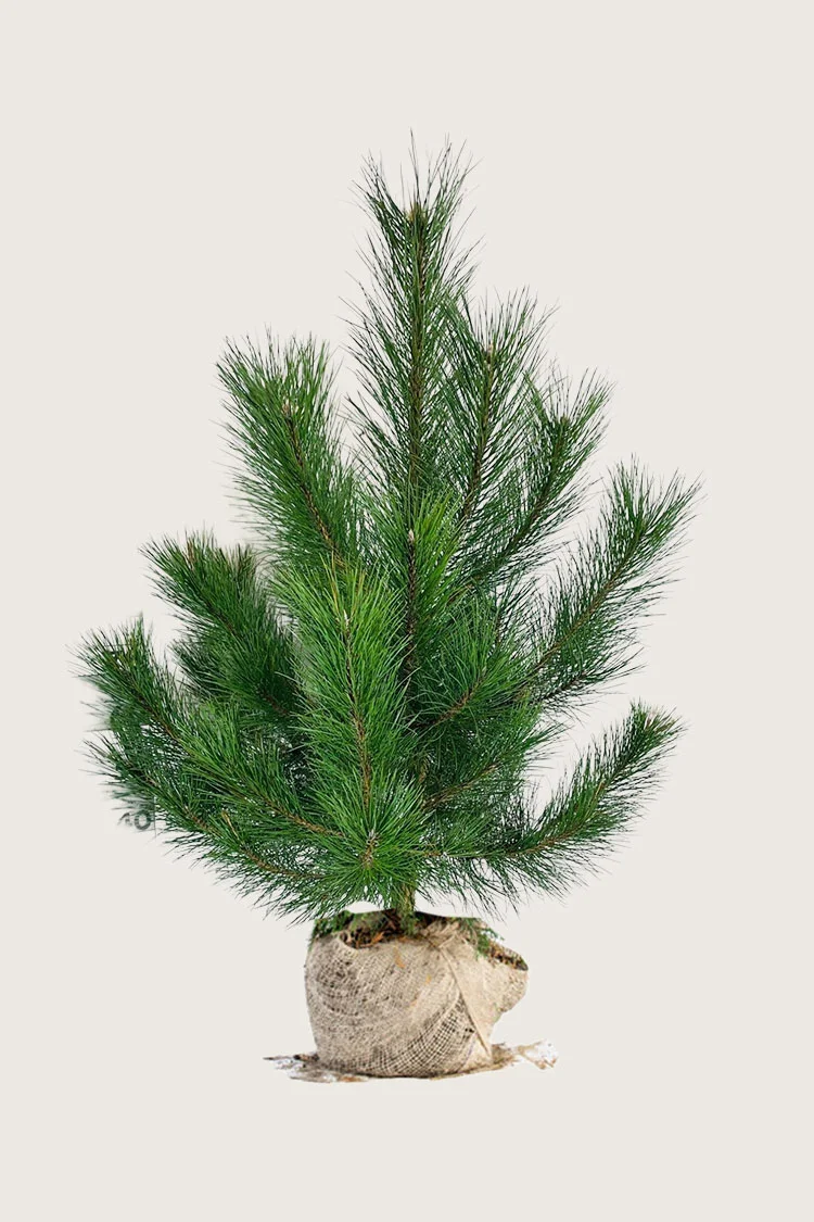 plantinavia20261015103235305453