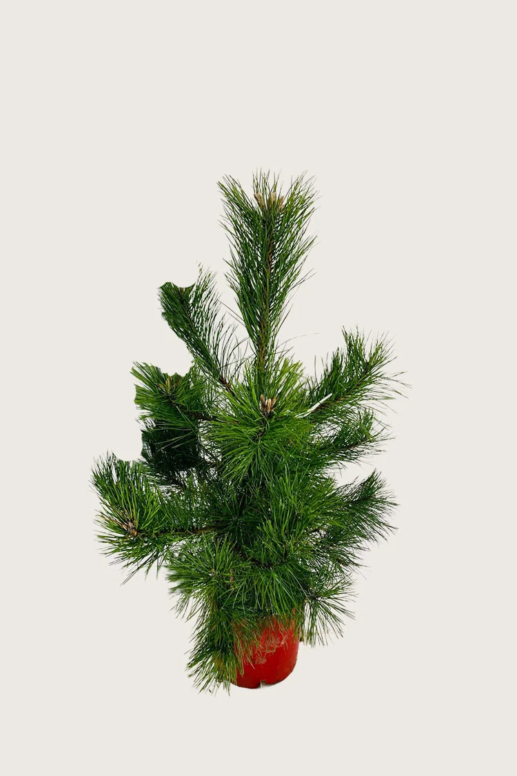 plantinavia20261015103238305476