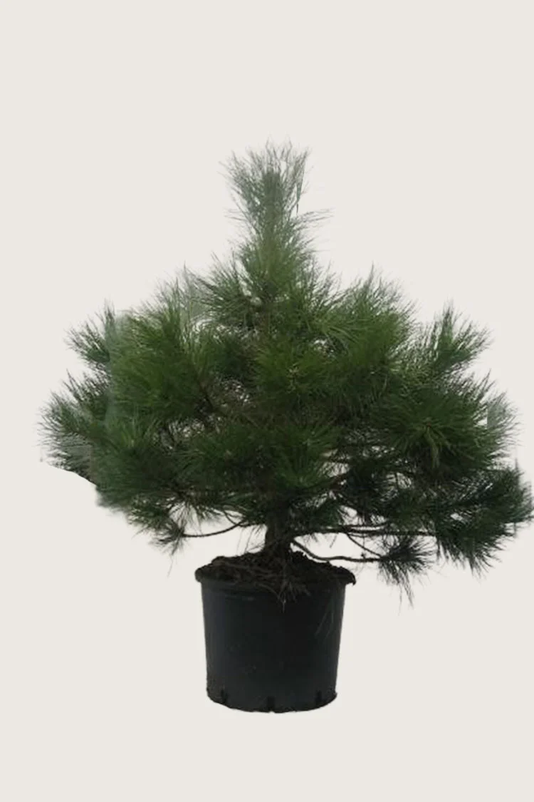 plantinavia20261015103240305489