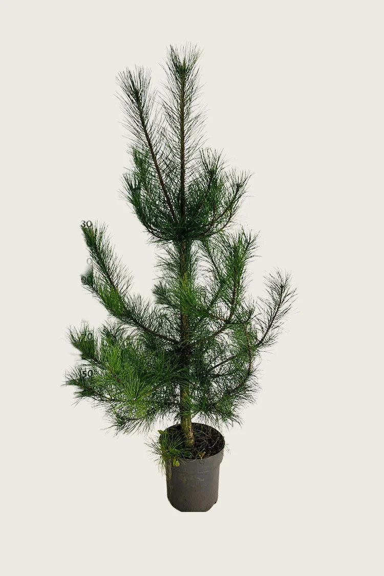 plantinavia20261015103241305506
