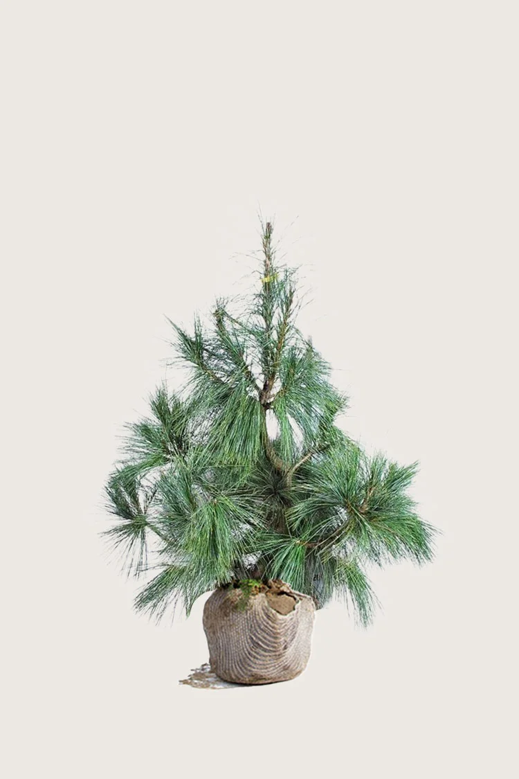 plantinavia20261015103242305514