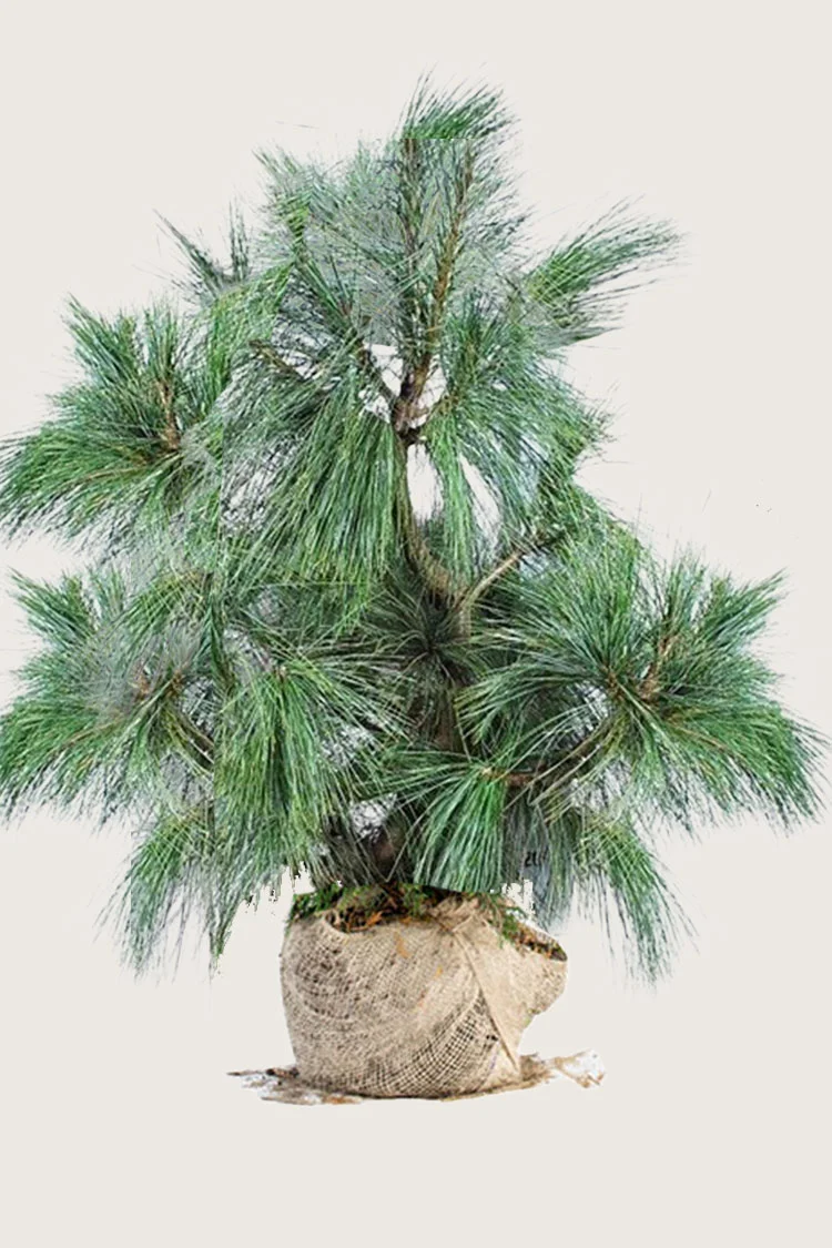 plantinavia20261015103246305547