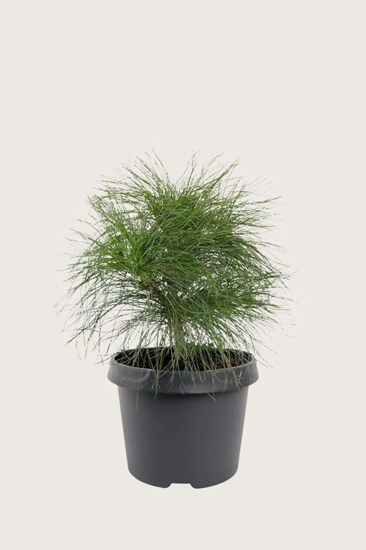 plantinavia20261015103247305556