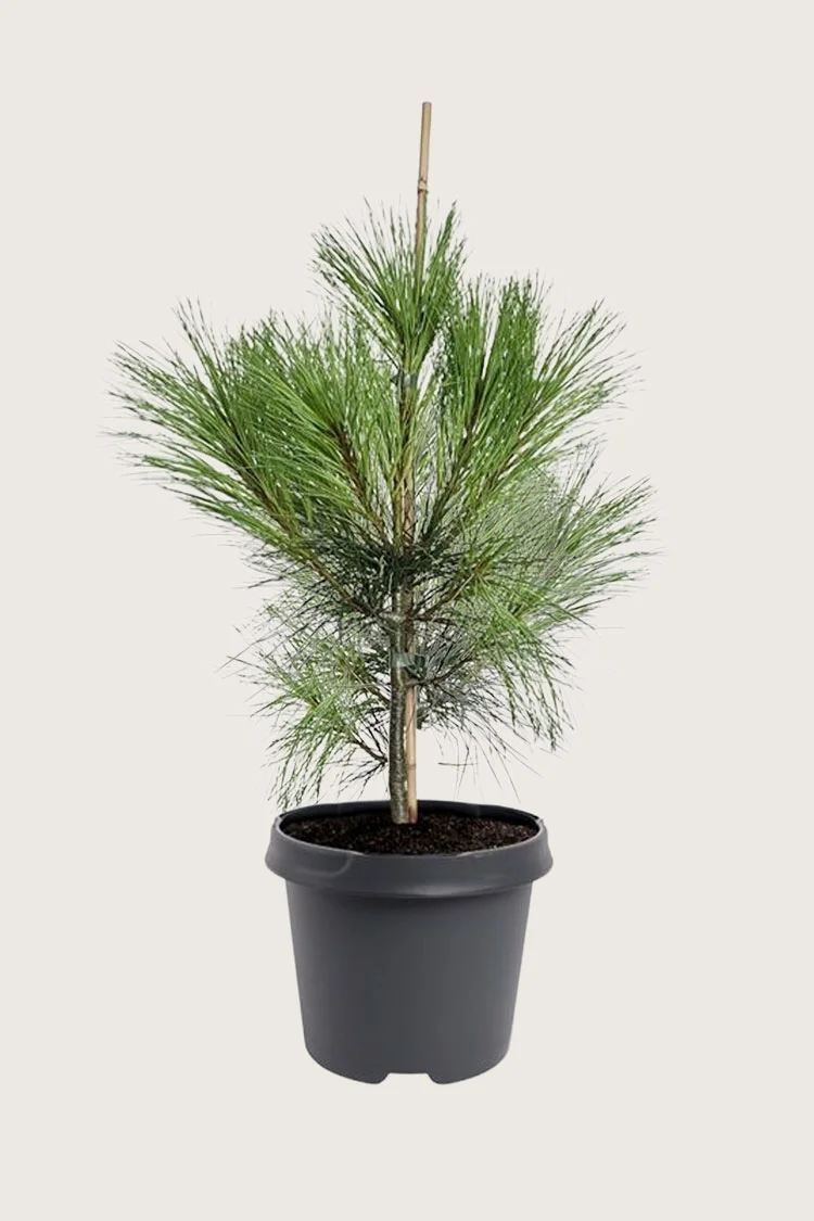 plantinavia20261015103249305571