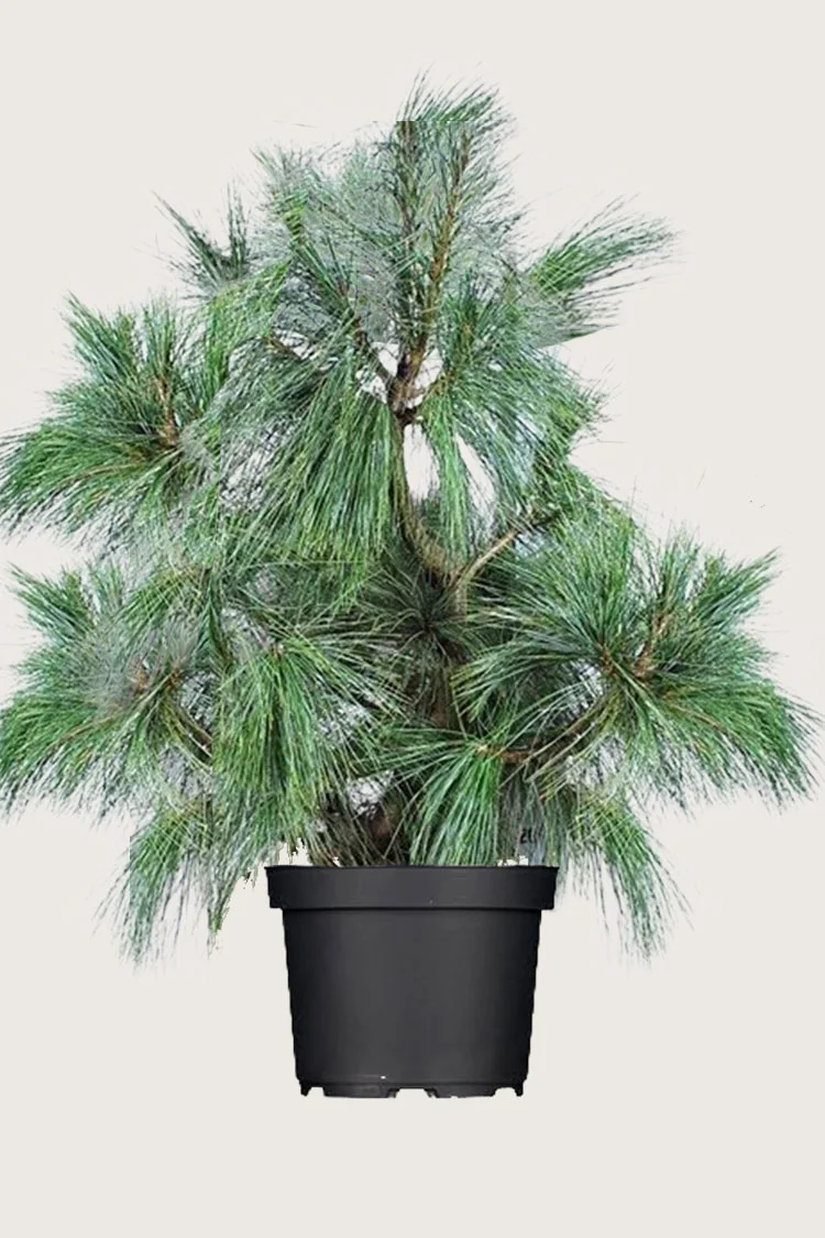 plantinavia20261015103250305580