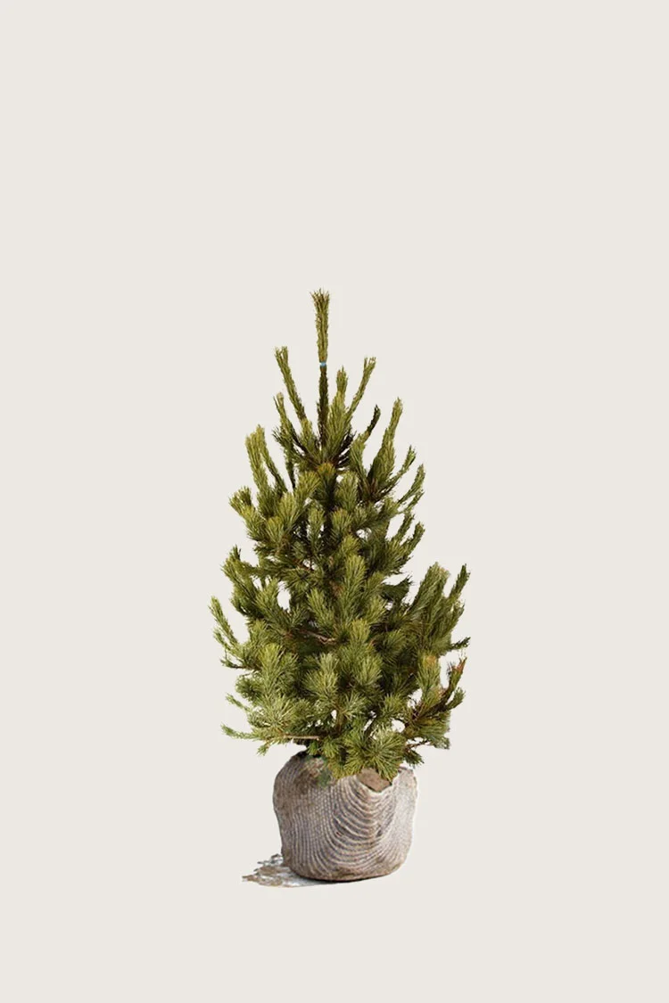 plantinavia20261015103251305594