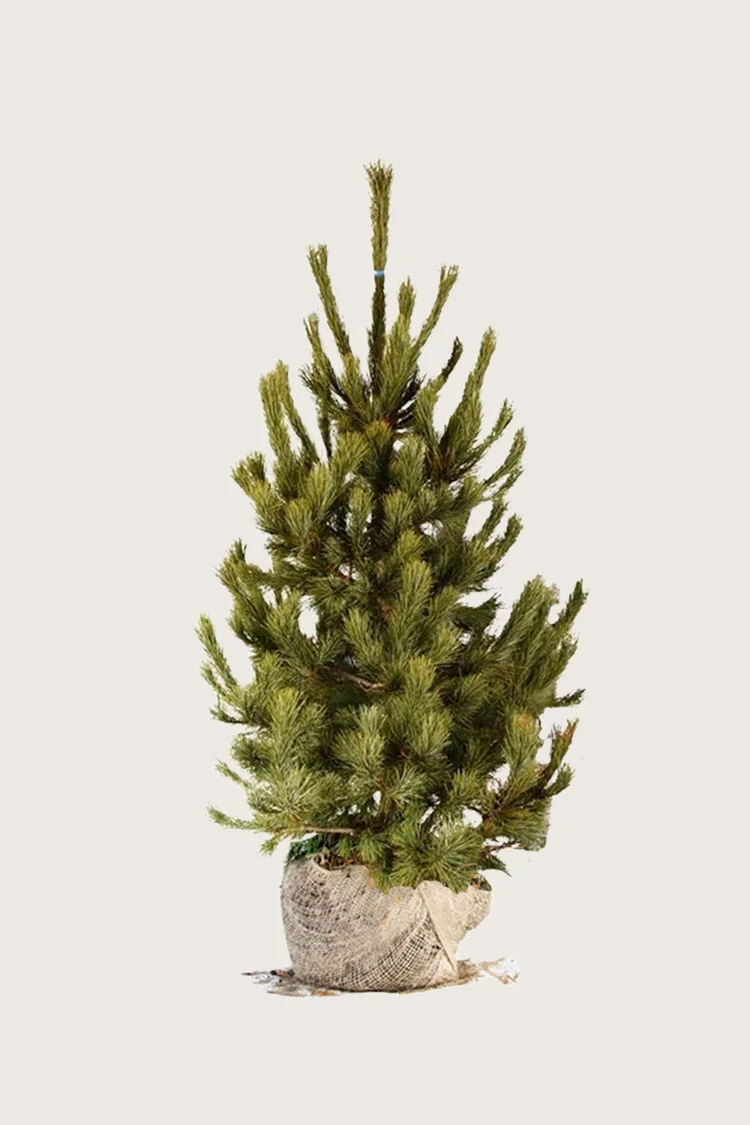plantinavia20261015103253305609