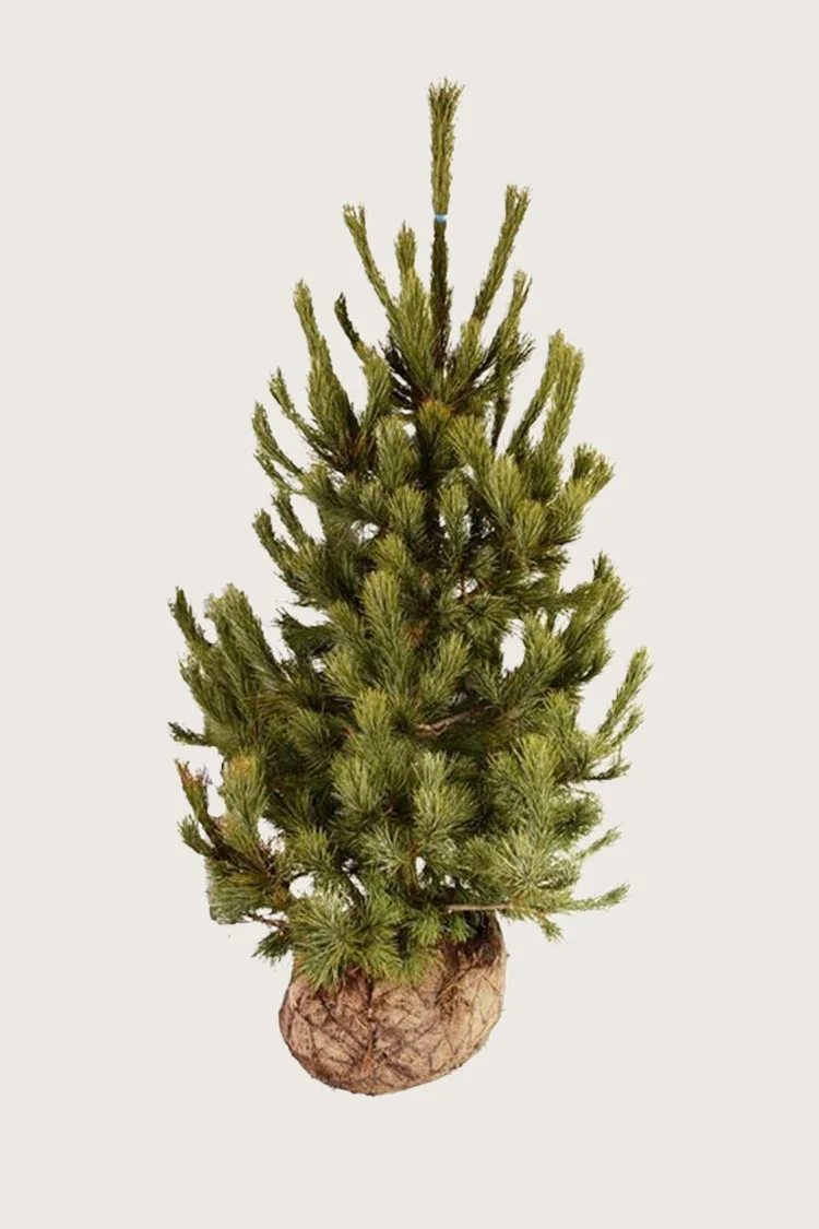 plantinavia20261015103255305627