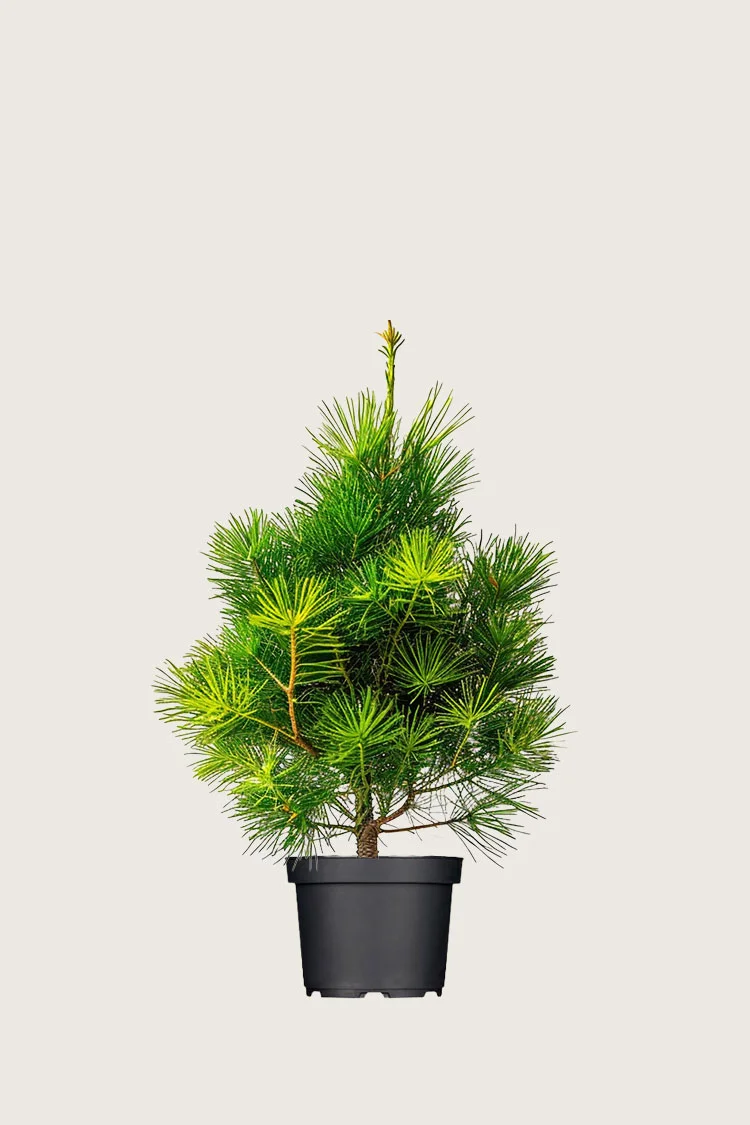 plantinavia20261015103258305648