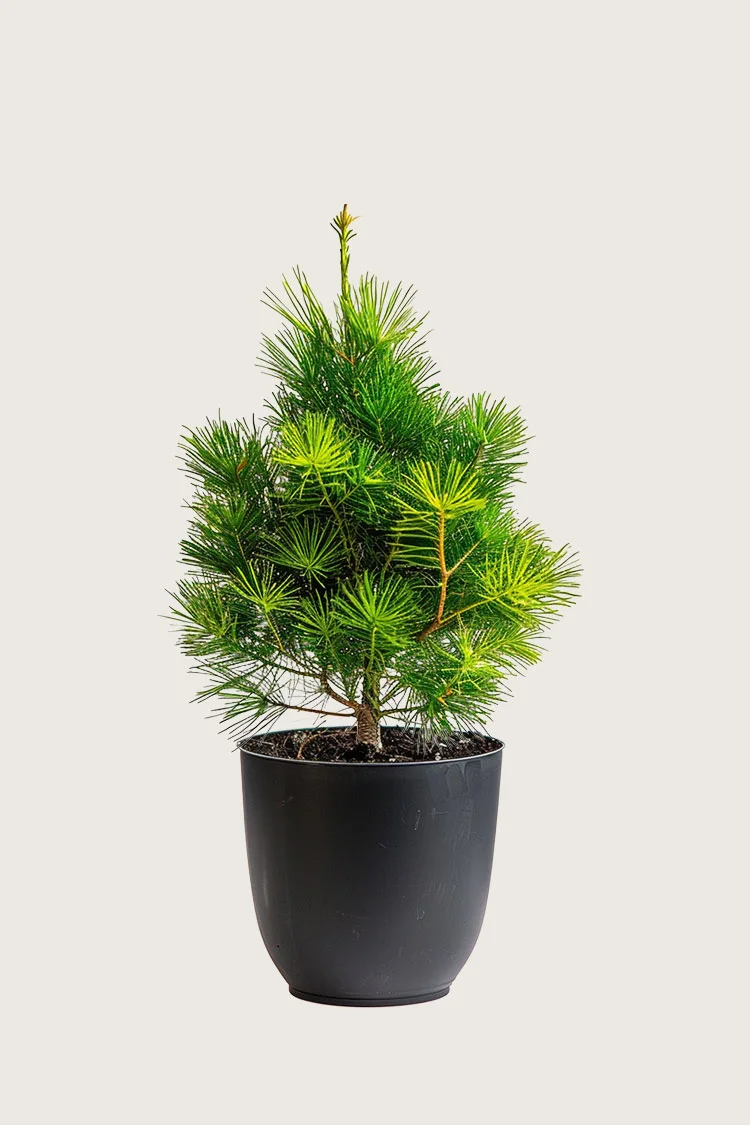 plantinavia20261015103258305649