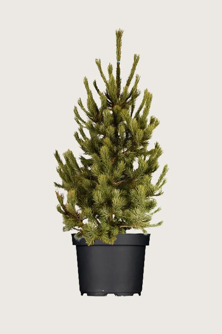 plantinavia20261015103301305667
