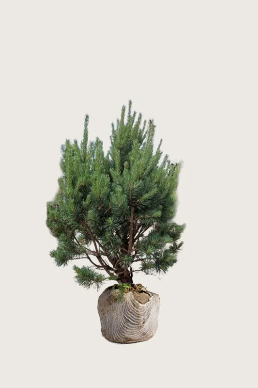 plantinavia20261015103303305683