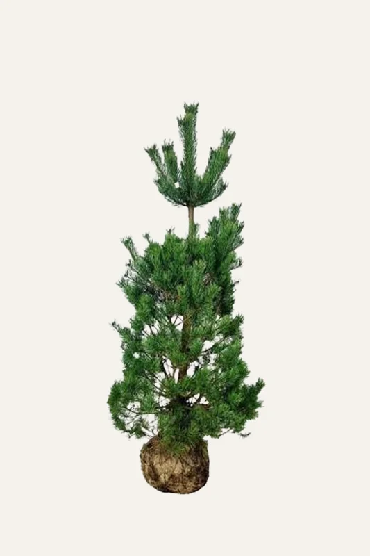 plantinavia20261015103304305698