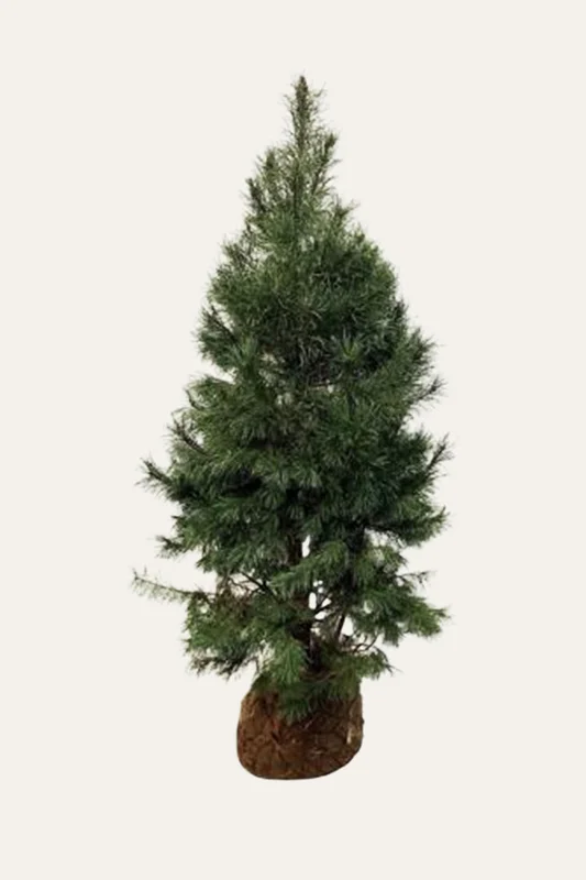 plantinavia20261015103305305706