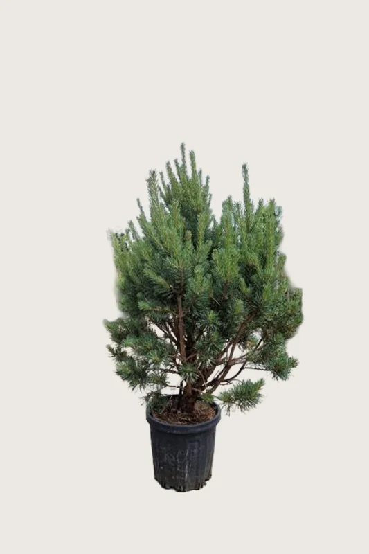 plantinavia20261015103307305720
