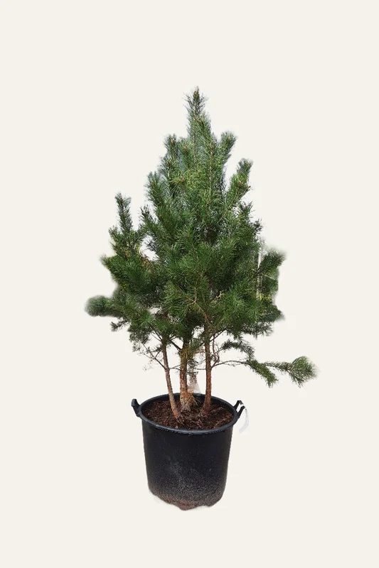 plantinavia20261015103309305735