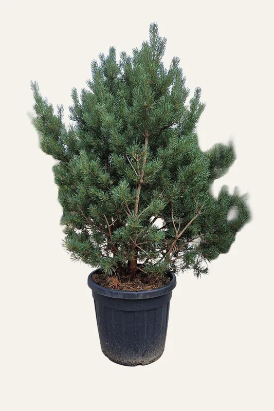 plantinavia20261015103311305747