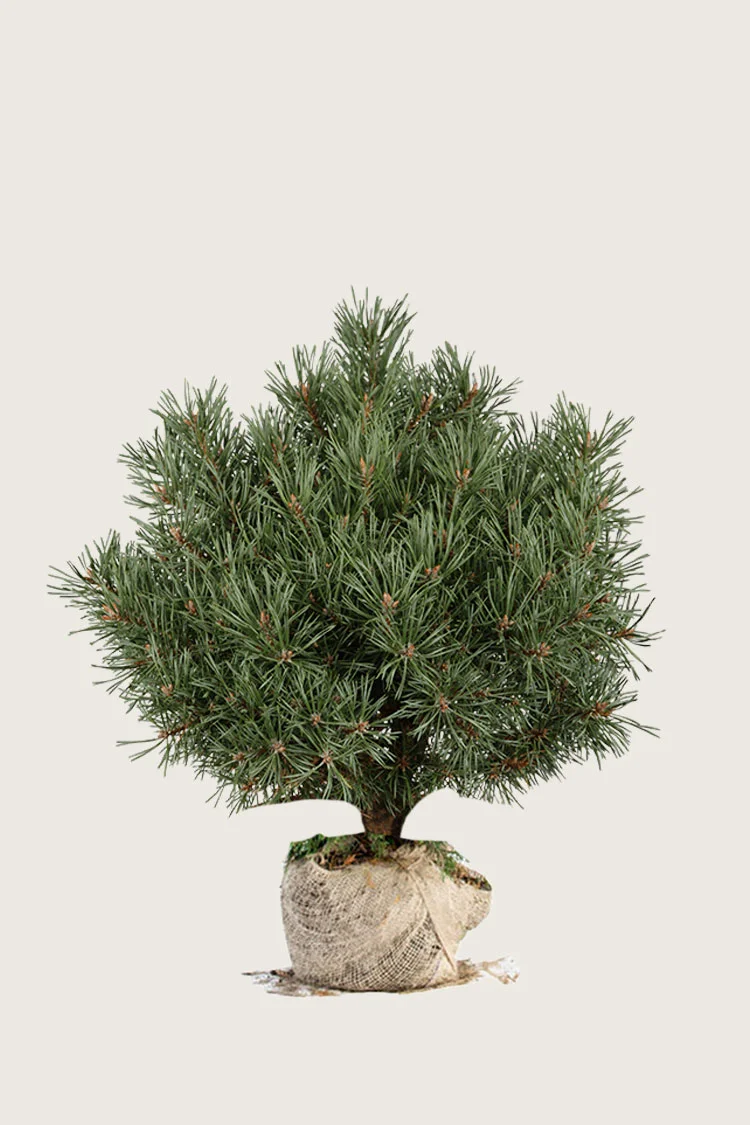 plantinavia20261015103312305760