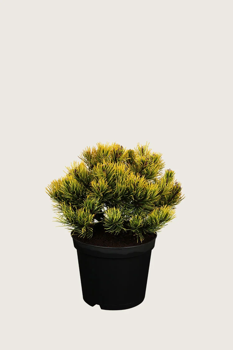 plantinavia20261015103313305765