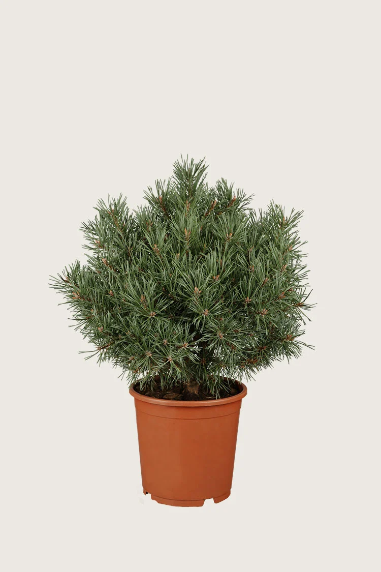 plantinavia20261015103313305776