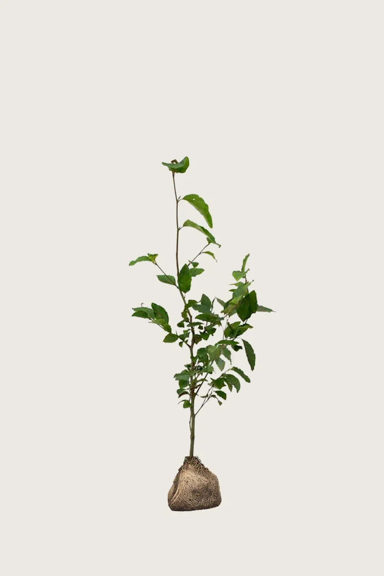 plantinavia20261015103319305828