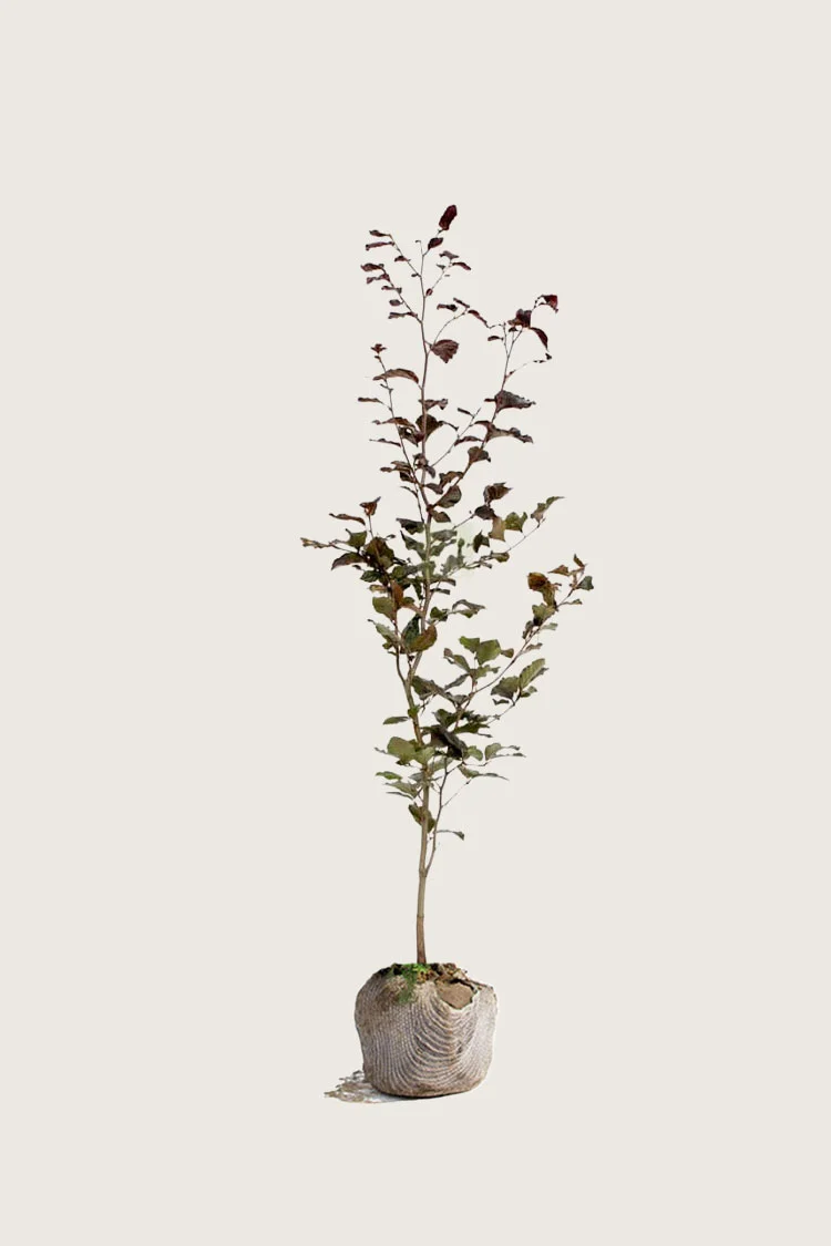 plantinavia20261015103320305833