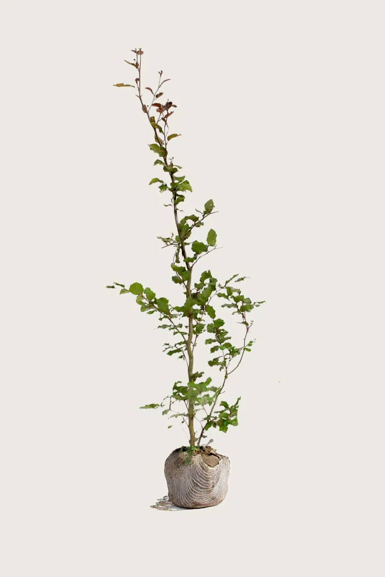 plantinavia20261015103322305853
