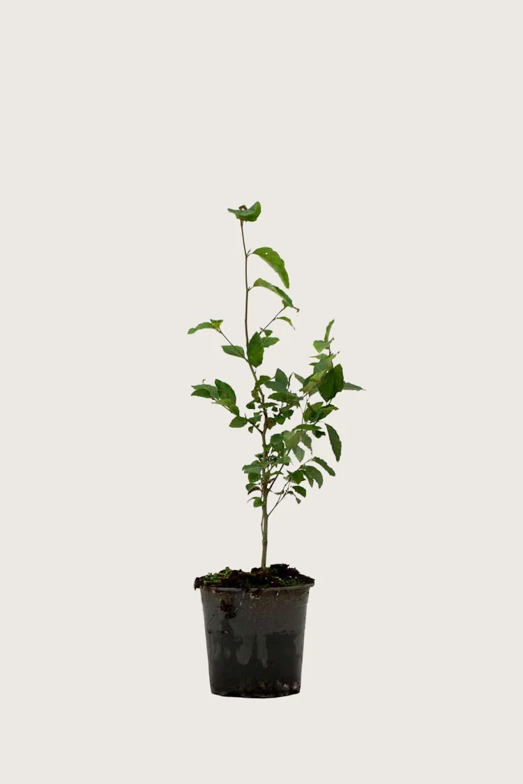 plantinavia20261015103325305879