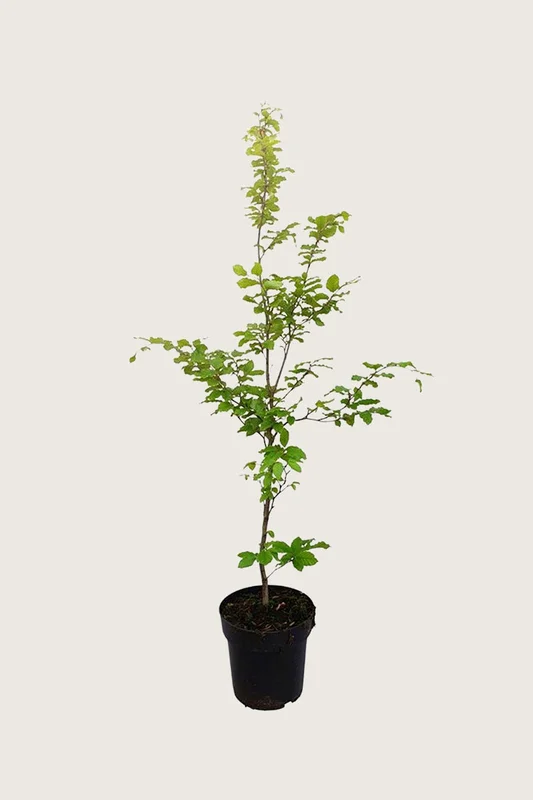 plantinavia20261015103325305881