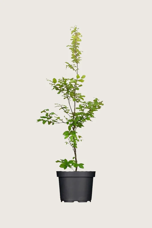 plantinavia20261015103327305894