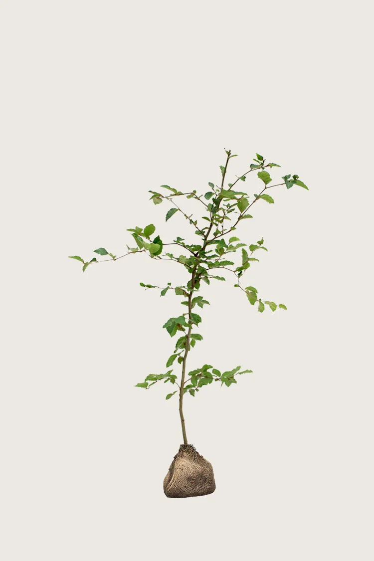 plantinavia20261015103328305907