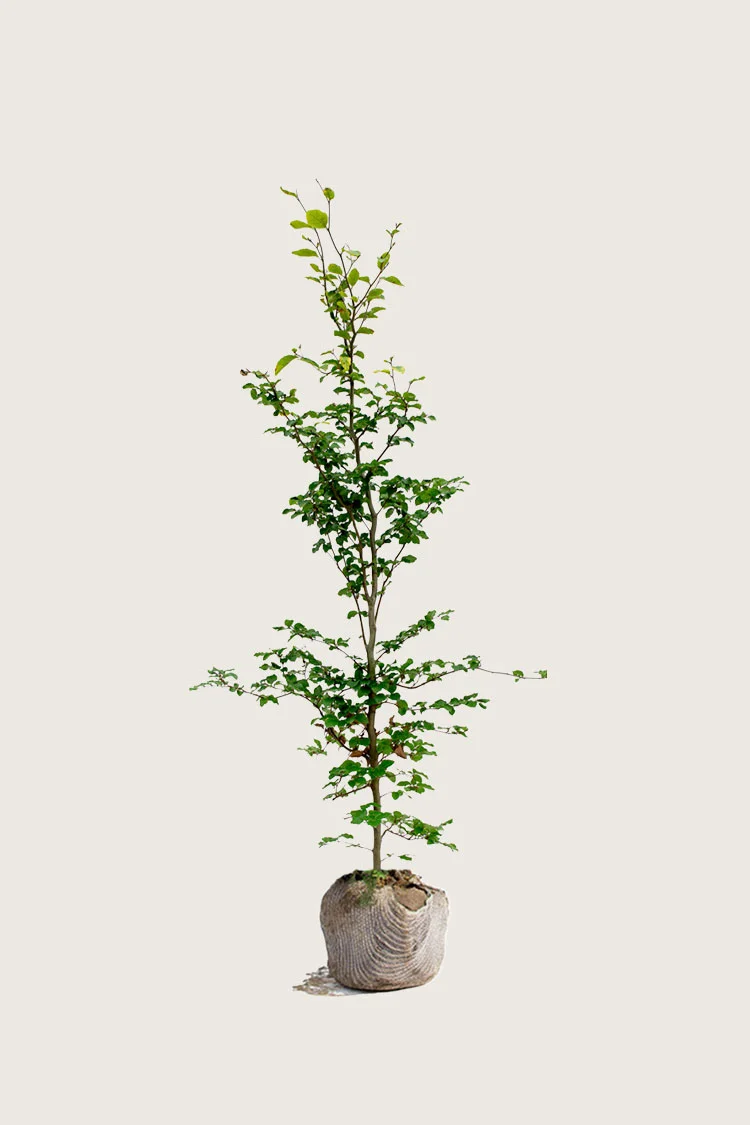 plantinavia20261015103331305921