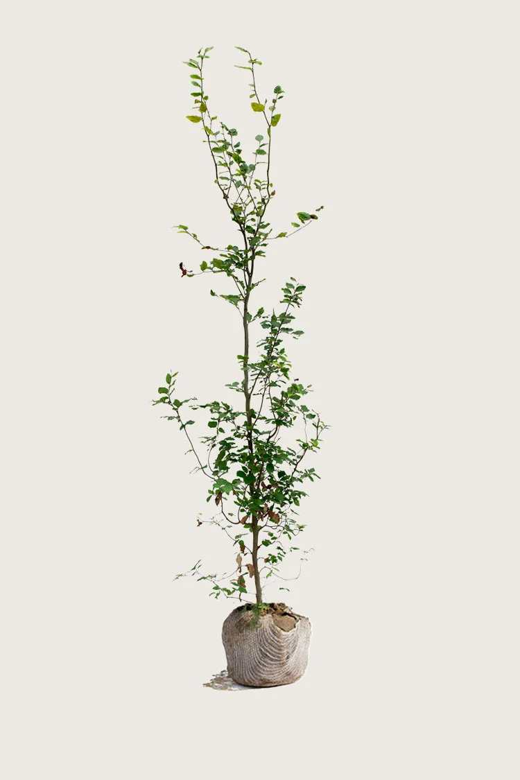 plantinavia20261015103331305929