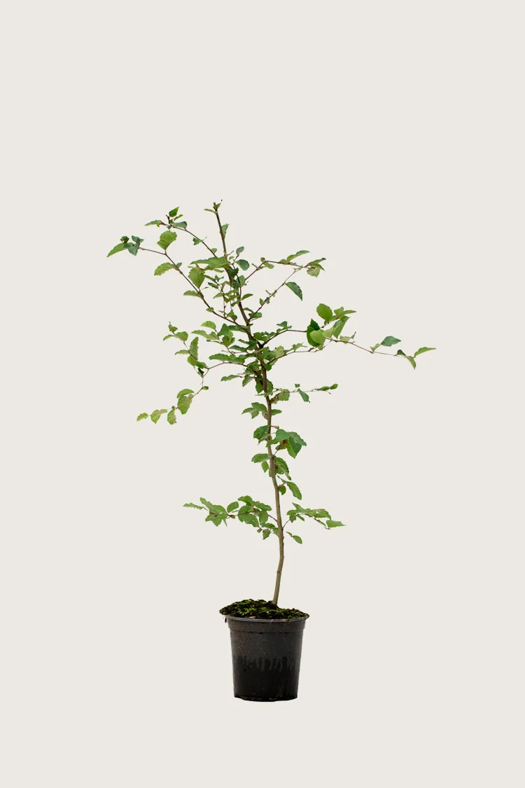 plantinavia20261015103333305940