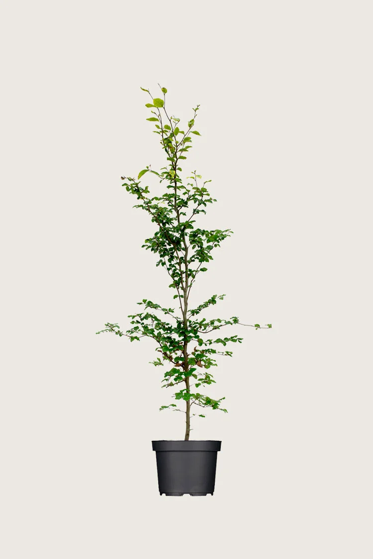 plantinavia20261015103334305949