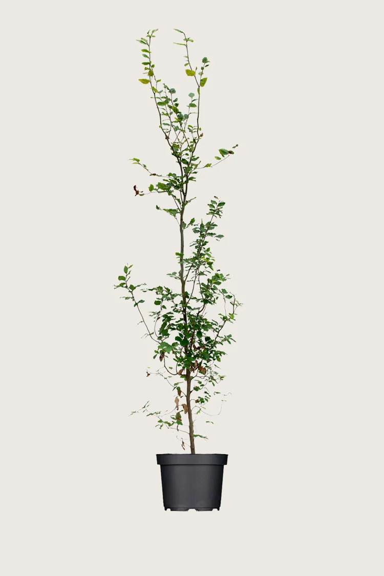 plantinavia20261015103335305955