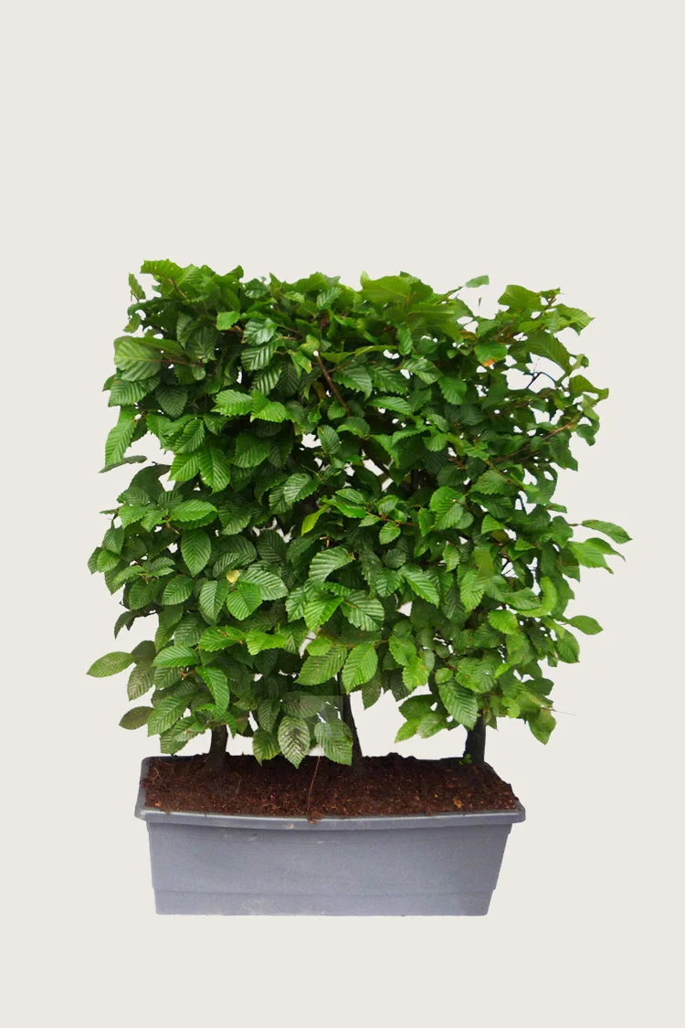 plantinavia20261015103336305959