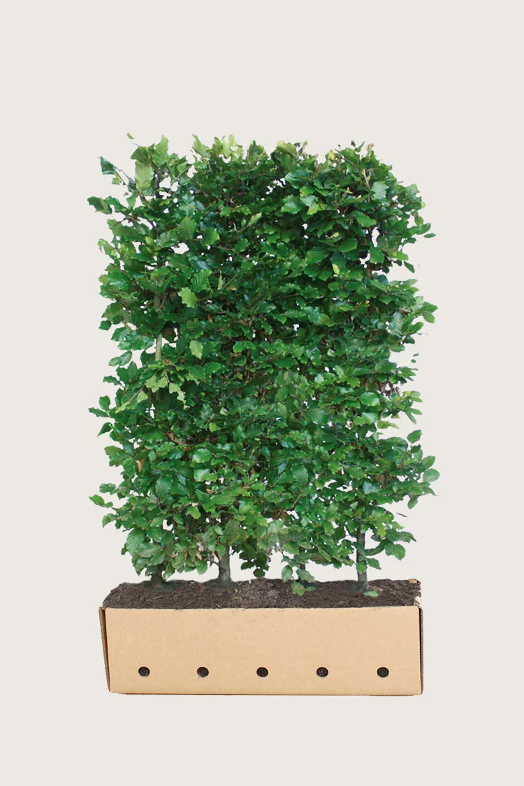 plantinavia20261015103338305974