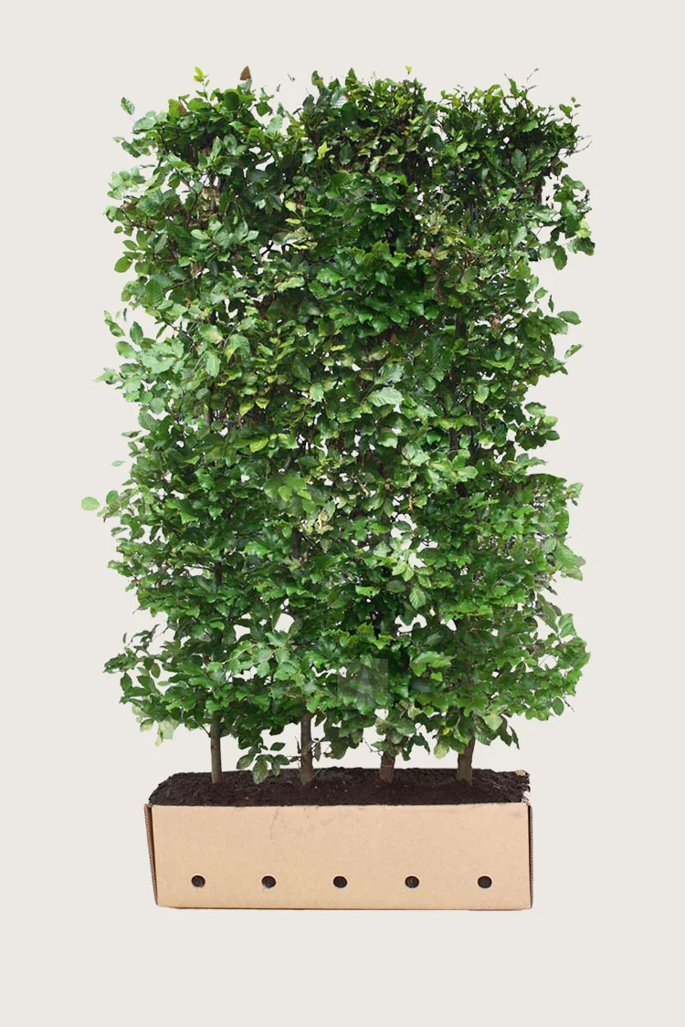 plantinavia20261015103339305984