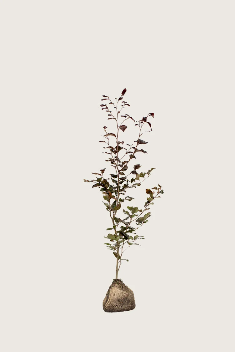 plantinavia20261015103346306046