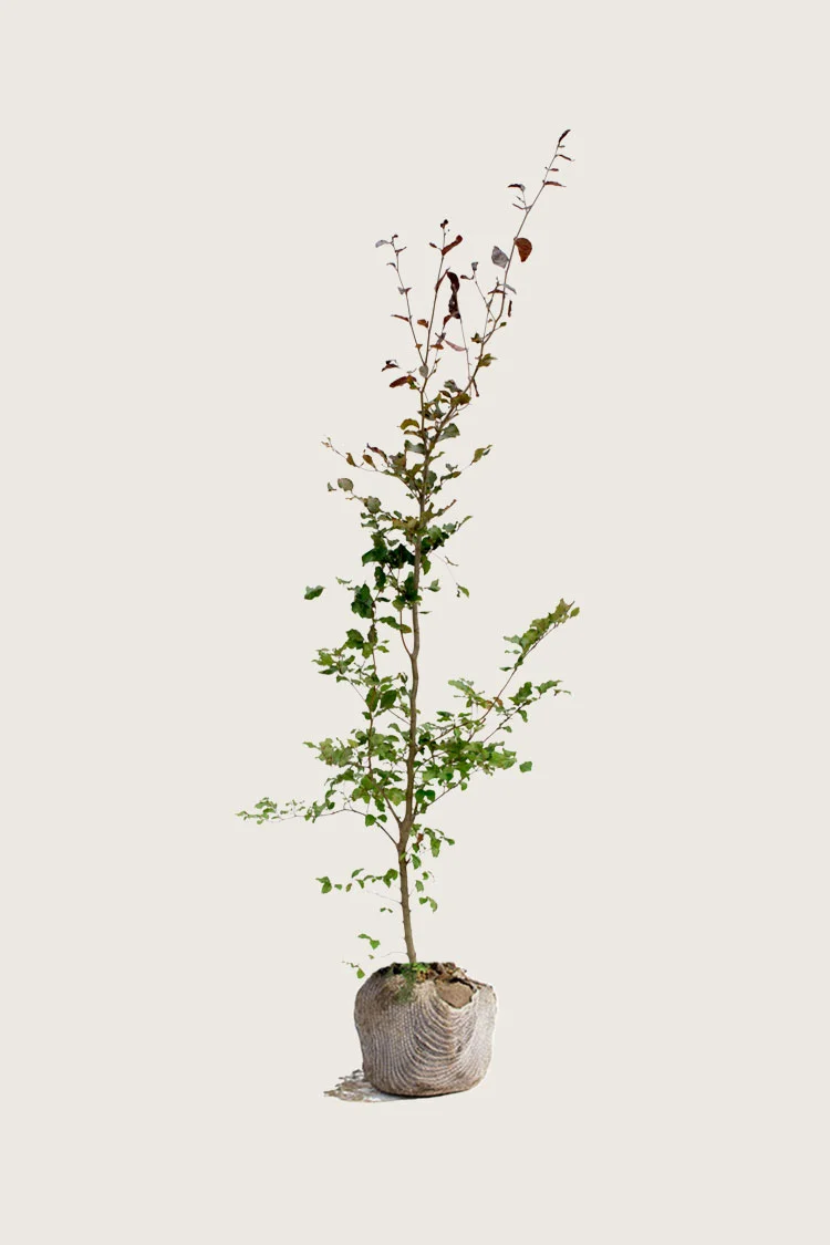 plantinavia20261015103346306053