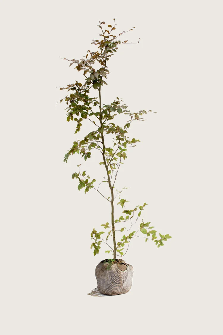 plantinavia20261015103349306074